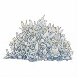 Zdjęcie grzybów Psilocybe cubensis odmiany Enigma z growkit full auto