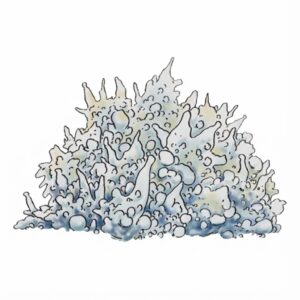 Zdjęcie grzybów Psilocybe cubensis odmiany Enigma z growkit full auto