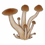 Grzyby Psilocybe cubensis odmiany Golden Teacher z growkit full auto.