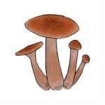 Grzyby Psilocybe cubensis odmiany Jedi Mind Fuck z growkit full auto