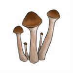 Zdjęcie grzybów Psilocybe cubensis odmiany Malabar z growkit full auto