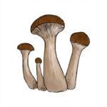 Grzyby McKennaii Psilocybe Cubensis z Growkit Full Auto