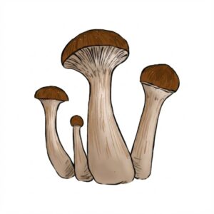 Grzyby McKennaii Psilocybe Cubensis z Growkit Full Auto