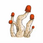 Grzyby MVP Psilocybe Cubensis z growkit Full auto