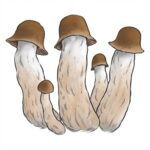 Grzyby Penis Envy Psilocybe Cubensis z growkit full auto