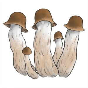 Grzyby Penis Envy Psilocybe Cubensis z growkit full auto