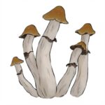 Grzyby Tidal Wave 4 Psilocybe Cubensis z growkit full auto