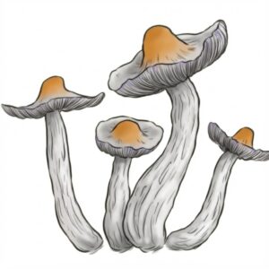 Grzyby Psilocybe cubensis odmiany Yellow Umbo z zestawu growkit full auto