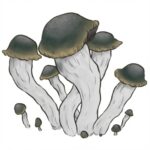 Grzyby Yeti M2M Psilocybe cubensis z growkit full auto.