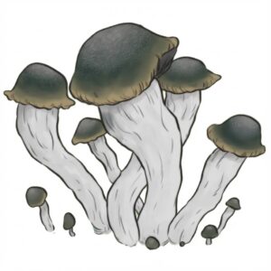 Grzyby Yeti M2M Psilocybe cubensis z growkit full auto.