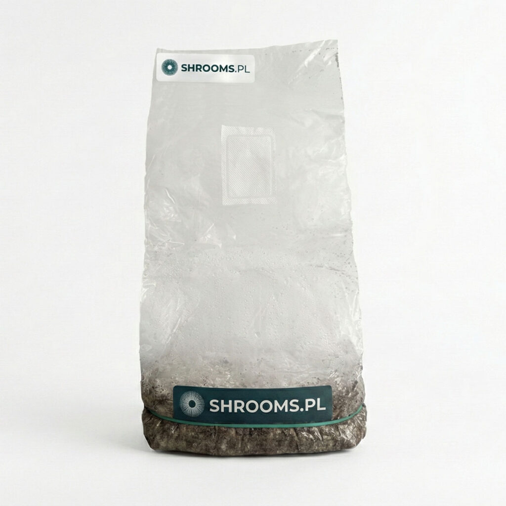 Oryginalny Growkit Full Auto Shrooms.pl – sterylny zestaw badawczy z grzybnią Psilocybe Cubensis