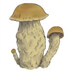 Grzyby Psilocybe cubensis odmiany Melmack PE w growkit full auto