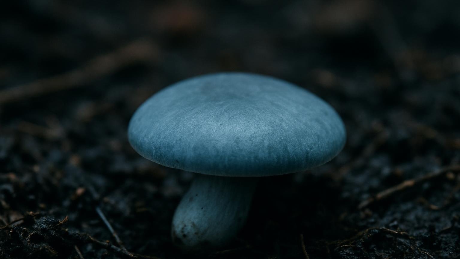 Grzyb o naturalnie niebieskawym kapeluszu widoczny z bliska na ciemnym podłożu. Ilustracja do artykułu „Niebieskie grzyby, które nie sinieją. Skąd bierze się błękit”.