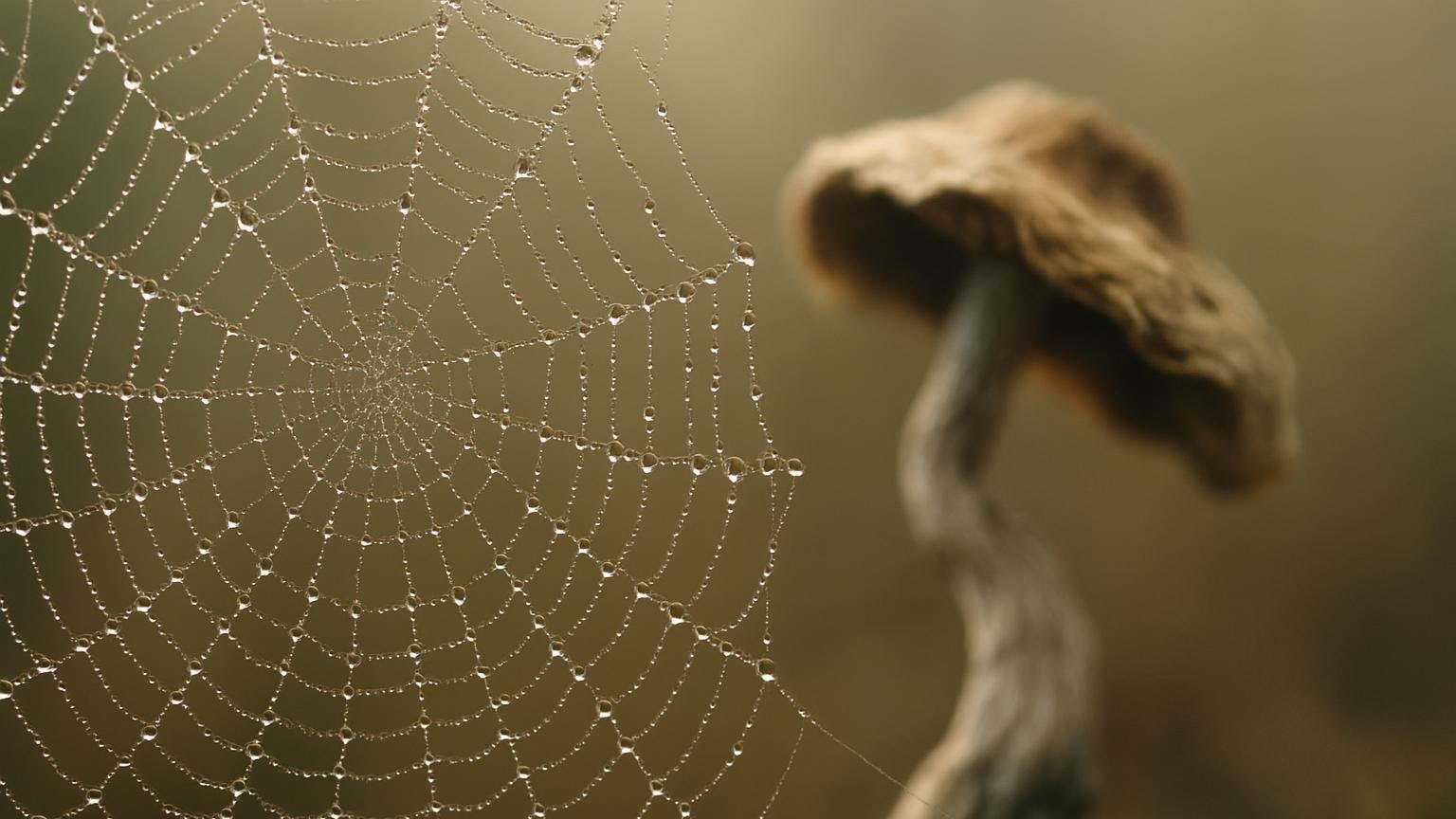 Pajęczyna pokryta kroplami rosy widoczna z bliska, w tle rozmyty fragment suszonego grzyba psylocybinowego. Ilustracja do artykułu „Sieć trybu domyślnego a psychodeliki: co naprawdę widać na skanach”.